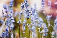 Pet Seasonal Allergies: Symptoms, Signs and Treatment