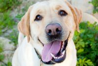 Pet Dental Month: February Tips for Pet Oral Care