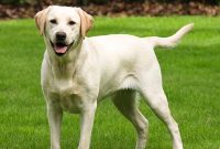 6 Creative Ideas to Celebrate National Dog Day