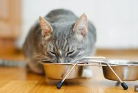 Wet vs Dry Cat Food: Feeding Guide for Cat Owners