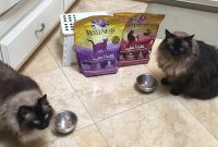 Gradually Switch Cat Food Without Upsetting Your Cat’s Stomach