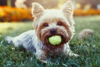 New Dog Owner’s Guide: Essential Tips for First-Time Owners