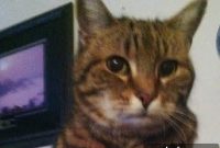 How to Detect Early Hyperthyroidism in Cats Without Symptoms