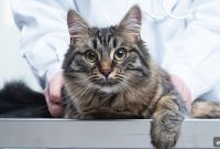 Early Signs of Pet Cancer: What to Look For in Dogs and Cats