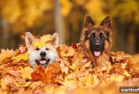 Thanksgiving Foods Dogs Can Safely Eat
