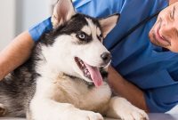 Prevent Diabetes in Dogs and Cats: Vet-Recommended Tips
