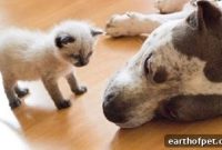 How to Socialize Your New Kitten in 5 Practical Steps