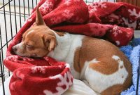 Crate Training Your Dog: Benefits for Behavior, Safety and Calm