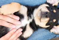 How Probiotic Pet Food Boosts Digestion in Dogs and Cats