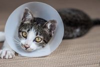 Spaying and Neutering Pets: Benefits for Behavior and Lifespan