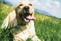 7 Earth Day Activities to Enjoy with Your Pets