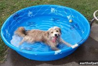 Keep Pets Safe and Cool This Summer