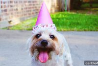 3 Fun DOGust Celebration Ideas for Your Dog