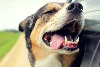 How to Help a Shelter Dog Settle in the First 30 Days