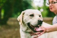 Why Adopting a Senior Dog Boosts Health, Training, and Lifestyle