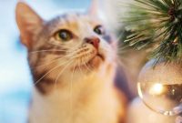 Puppy and Kitten Proofing Checklist for Your Home