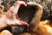 How to Love and Bond with Your Dog: Practical Tips