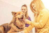 Find the Right Veterinarian for Your Pet