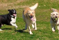 Dog Park Etiquette: 10 Unwritten Rules Every Owner Should Know