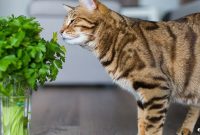 Prevent Pet Poisoning: Safety Tips for Pet Owners