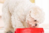When to Switch Your Dog to Grain Free Food