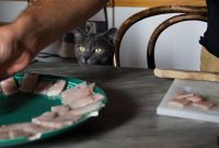 Seafood Picks for Pets: Fish, Shrimp and Tuna Treats