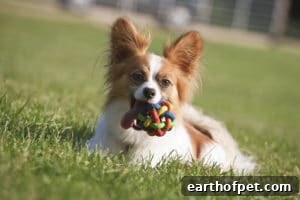 Papillon | PetPace