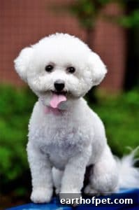 Bichon Frise | PetPace
