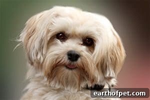 Havanese | PetPace