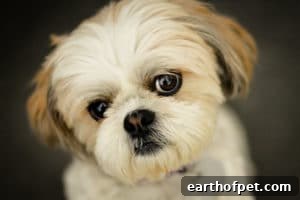 Shih Tzu | PetPace