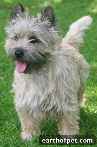 Cairn Terrier | PetPace