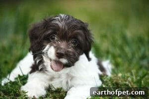 Cockapoo | PetPace