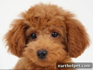 Toy Poodle | PetPace