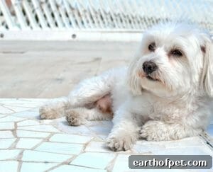 Maltese Terrier | PetPace