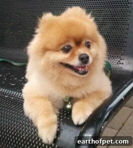 Pomeranian | PetPace