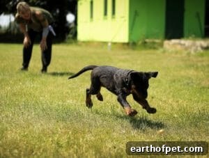 How Much Exercise Does Your Dog Need? 