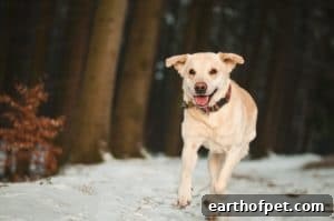 How Much Exercise Does Your Dog Need? 