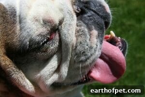 Heat Exhaustion in Dogs 