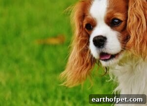 Heat Exhaustion in Dogs 