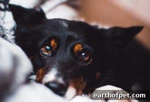 What Emotions Do Dogs Feel