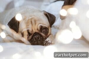 What Emotions Do Dogs Feel 