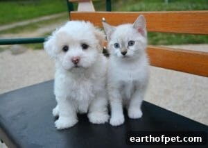 A white puppy and kitten | Petpace