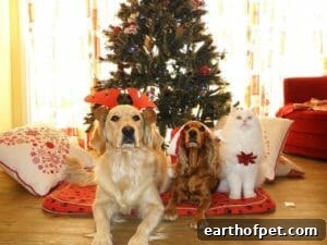 two dogs and a cat celebrating Christmas 