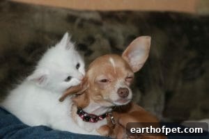 Kitten cleaning dog | Petpace