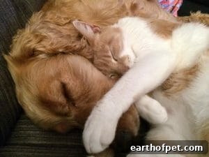 Golden retriever and kitten cuddling | Petpace