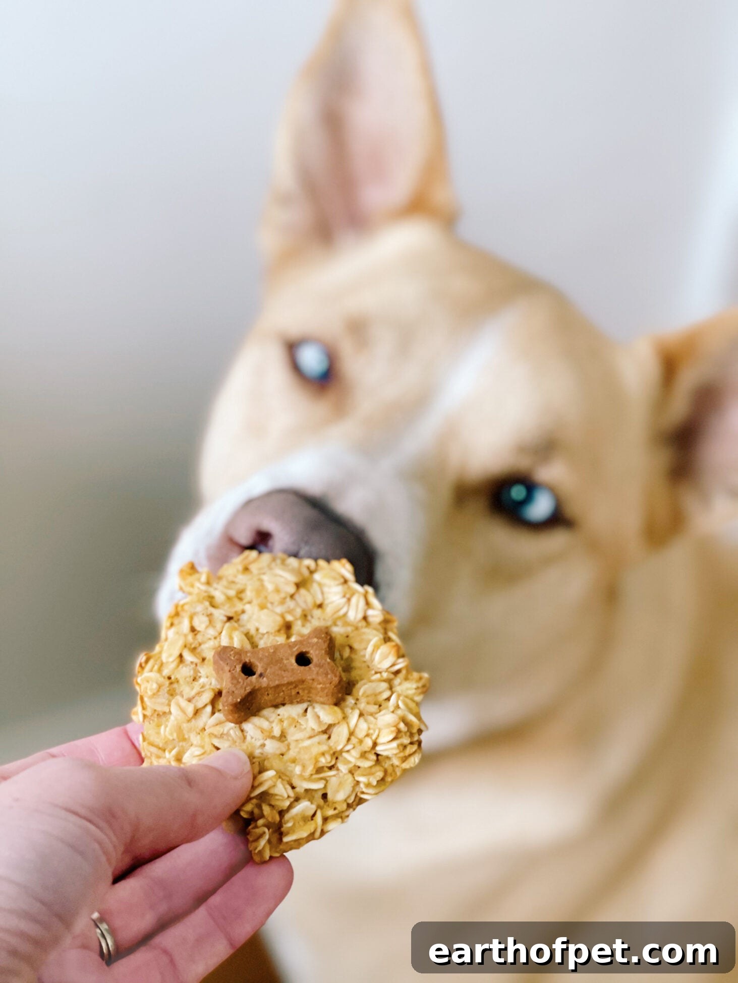 Coconut Cookie Dog Treats for Spring