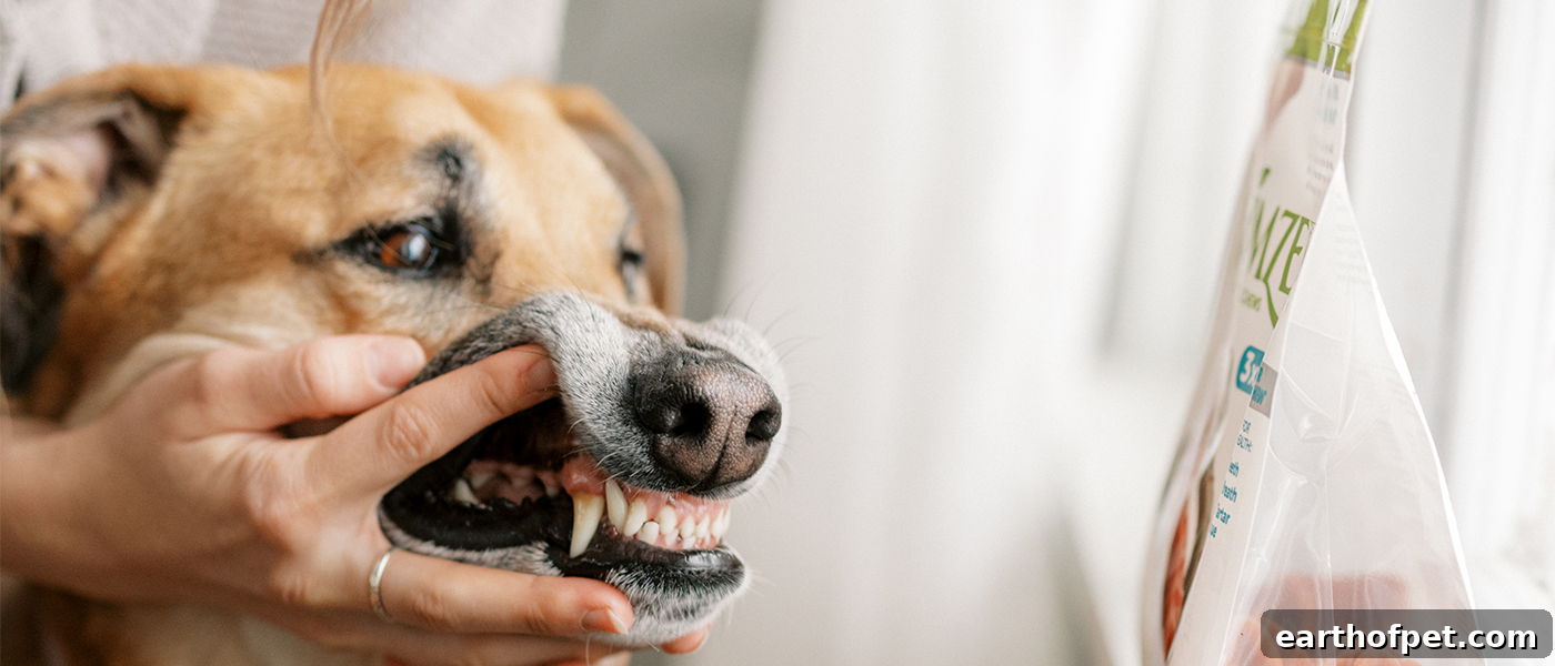 Good dog dental care.