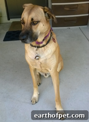 PetPace smart collar used in canine epilepsy study