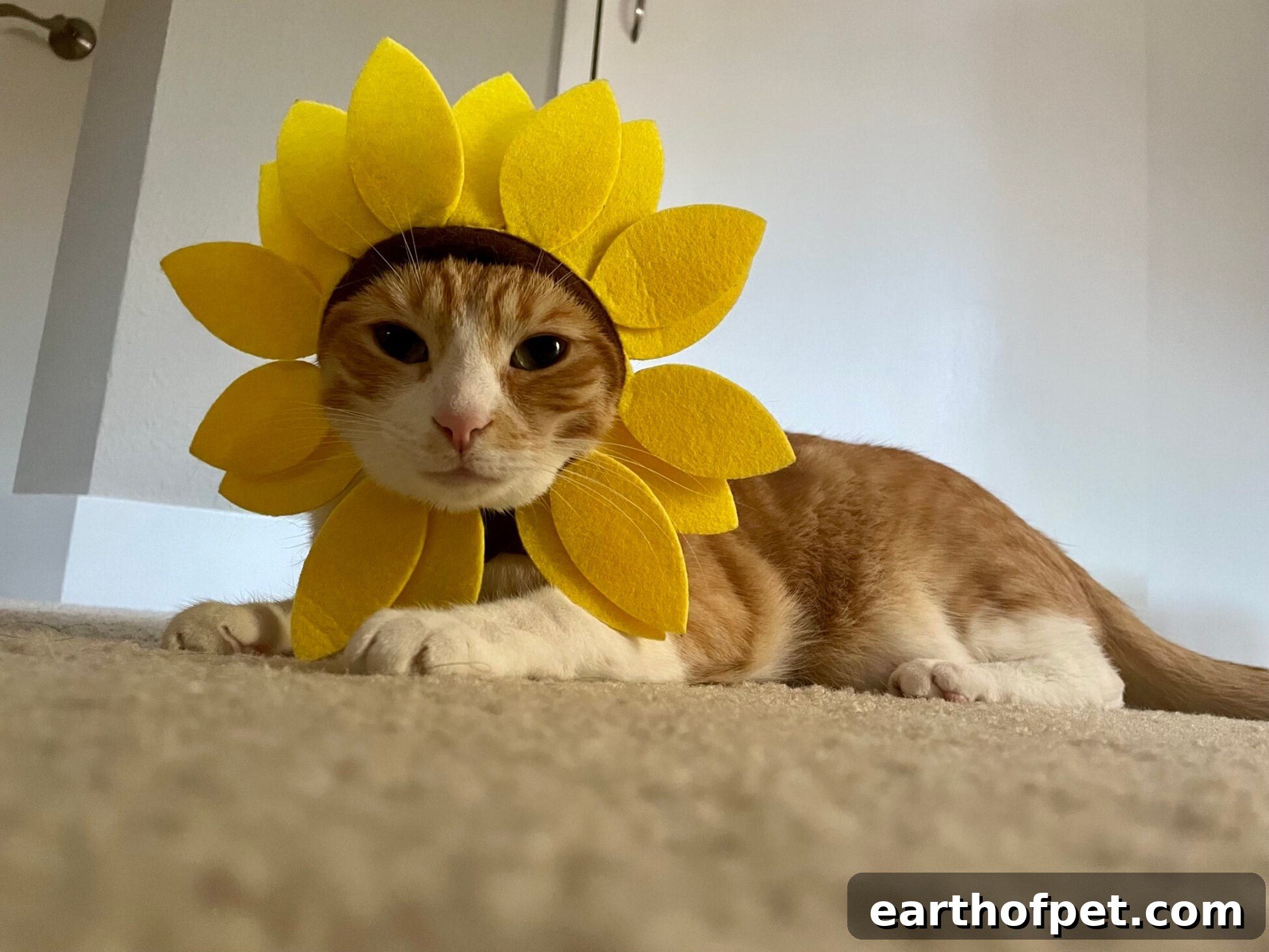 DIY Halloween Costumes for Dogs and Cats, wellness pet food, dog food, cat food