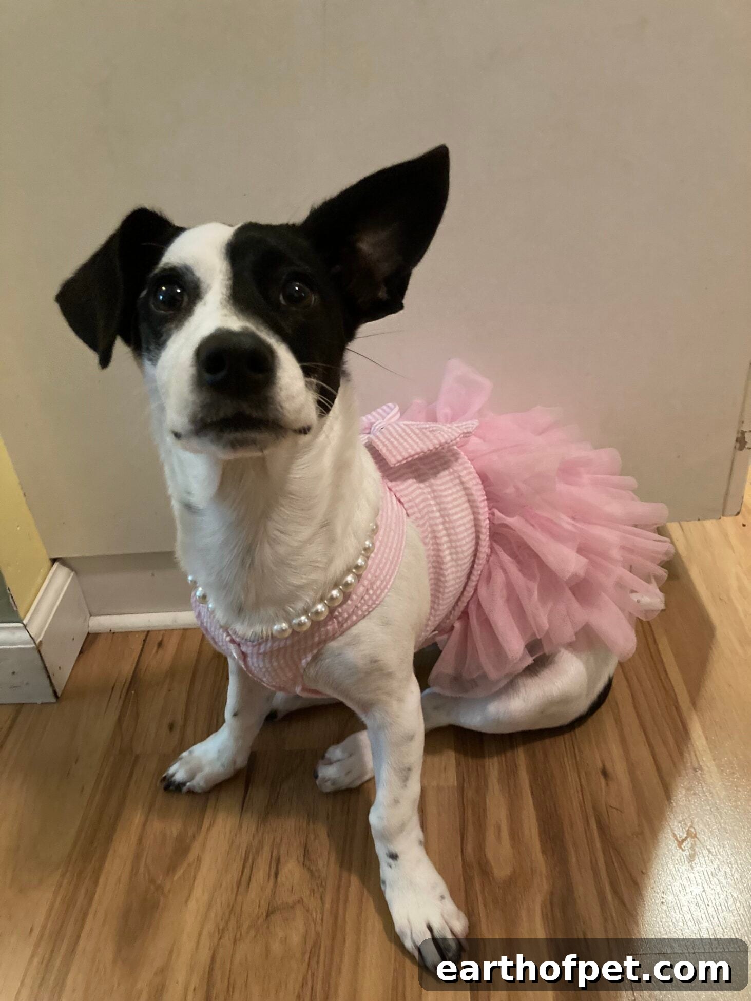 DIY Halloween Costumes for Dogs and Cats, wellness pet food, dog food, cat food
